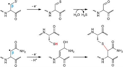 Radical SAM Enzymes and Ribosomally‐Synthesized and Post‐translationally Modified Peptides: A Growing Importance in the Microbiomes